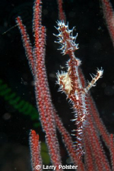 Ghost Pipefish very common in the waters around Gangga Is... by Larry Polster 